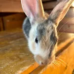 Morich - Urlaub Auf Dem Bauernhof Im Harz Apartment *