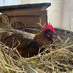 Morich - Urlaub Auf Dem Bauernhof Im Harz