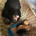 Apartment Morich - Urlaub Auf Dem Bauernhof Im Harz *