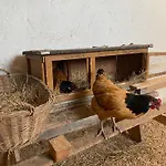 Morich - Urlaub Auf Dem Bauernhof Im Harz *
