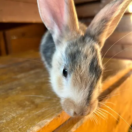 Morich - Urlaub Auf Dem Bauernhof Im Harz アパート *