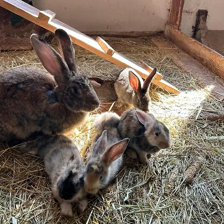 アパート Morich - Urlaub Auf Dem Bauernhof Im Harz