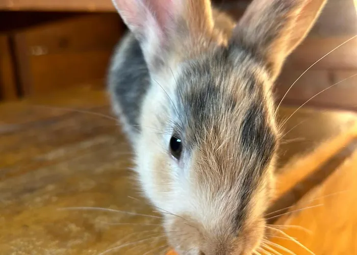 Morich - Urlaub Auf Dem Bauernhof Im Harz Appartement *