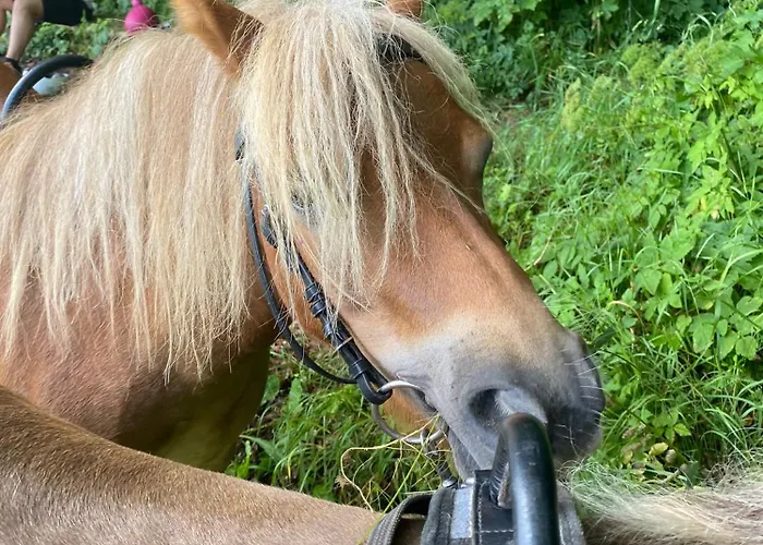 Morich - Urlaub Auf Dem Bauernhof Im Harz * Bad Lauterberg