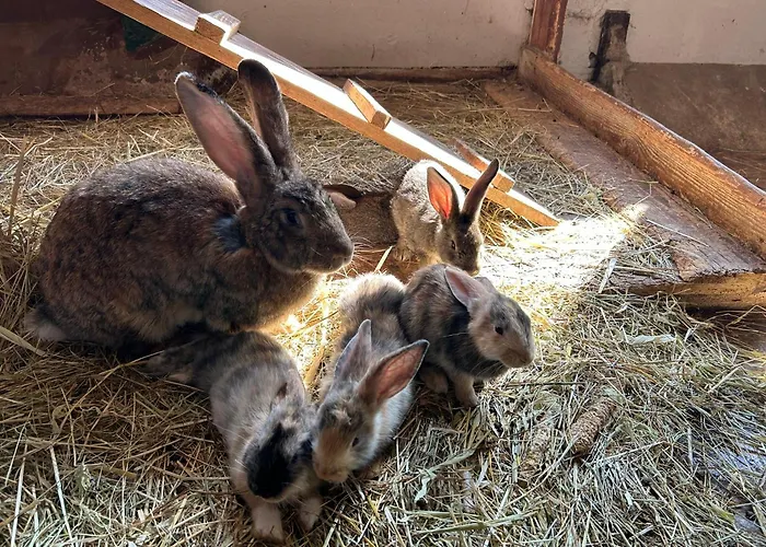 Appartement Morich - Urlaub Auf Dem Bauernhof Im Harz